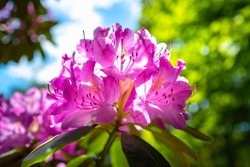 Rhododendron Flower Heads In Full Bloom On A Bright Sunny Day