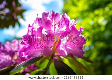 Rhododendron flower heads in full bloom on a bright sunny day