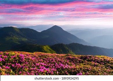 Rhododendron Blumen bedeckte Berge Wiese im Sommer. Liles Sonnenaufgangslicht, das im Vordergrund leuchtet. Landschaftsfotografie