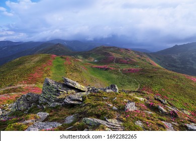 The Rhododendron Flowers Grow At The Rocks. Summer Scenery. Majestic Photo Of Mountain Landscape With Beautiful Dramatic Sky. Save Earth. Concept Of Nature Rebirth.