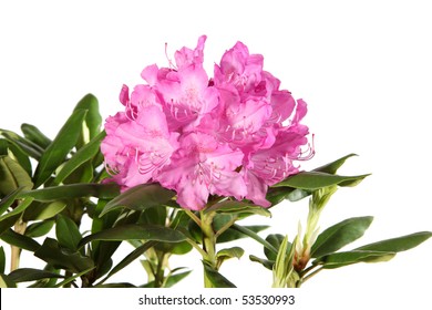 Rhododendron Flowers Isolated On White Background