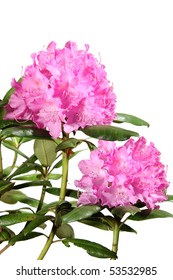 Rhododendron Flowers Isolated On White Background