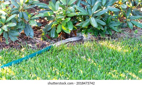 Rhododendron Flowers And Lawn Grass Are Watering From A Hose Waters. Irrigation.