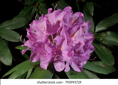 Rhododendron Flowers, (Rhododendron Maximum), NJ