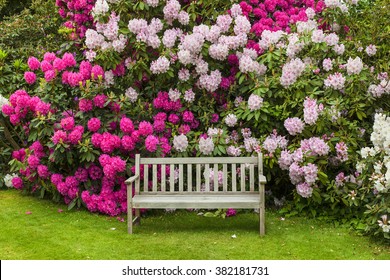 Rhododendron garden with wooden bench. - Powered by Shutterstock