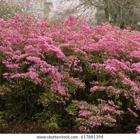 Rhododendron 'Hinomayo' (Azalea) Growing in a Country Cottage Garden in the  Village of Caerhays on the Coast in Rural Cornwall, England, UK