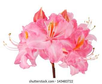 Rhododendron Isolated On White Background