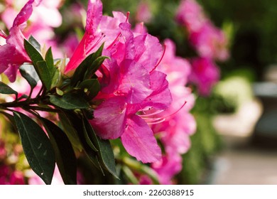 Rhododendron Japanese Azalea Anne Frank species of flowering perennial shrub in full bloom in a spring botanical garden. Large pink lilac flowers petals background. Pink Satsuki azalea floral festival