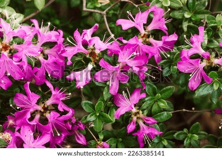 Rhododendron Japanese Azalea Anne Frank species of flowering perennial shrub in full bloom in a spring botanical garden. Large pink lilac flowers petals background. Pink Satsuki azalea floral festival Foto stock © 