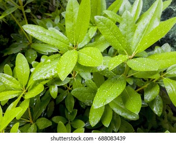 Rhododendron Leafs With Rain Drops