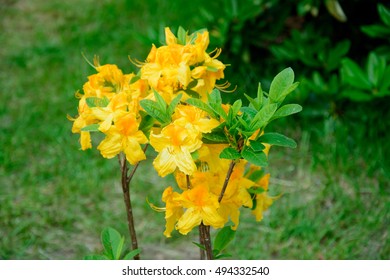 Rhododendron Luteum