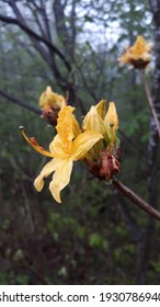 Rhododendron Luteum In Spring
 