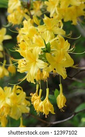 Rhododendron Luteum Sweet