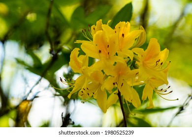 Rhododendron Luteum Sweet In Bright Yellow