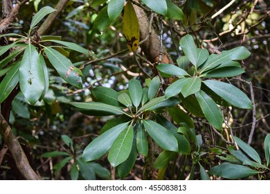  Rhododendron (rhododendron Maximum)