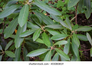  Rhododendron (rhododendron Maximum)