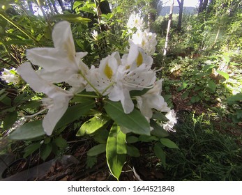 Rhododendron Maximum Blossom Close Up