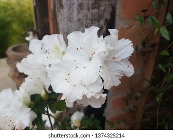 Rhododendron Maximum Flower