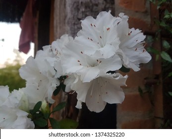 Rhododendron Maximum Flower