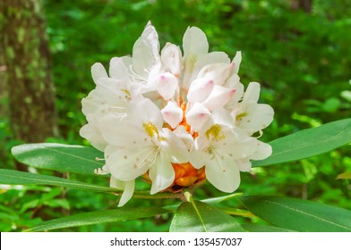 Rhododendron Maximum, Full Bloom.