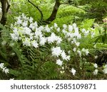 Rhododendron obtusum | Japanese azalea or Kirishima azalea. Ornamental dwarf shrub producing abondant clusters of with bright white flowers, trumpet-shaped