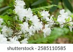 (Rhododendron obtusum) Japanese azalea or Kirishima azalea. Impressive rhododendron with gnarled blackish boughs and sinuous stems covered of brillant white flowers and green foliage