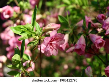 rhododendron obtusum 'Rosebud' pink flower 