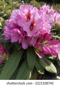 rhododendron pink flower plant  garden - Shutterstock ID 2221328745