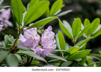 Rhododendron Ponticum