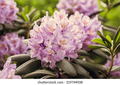 Rhododendron Ponticum