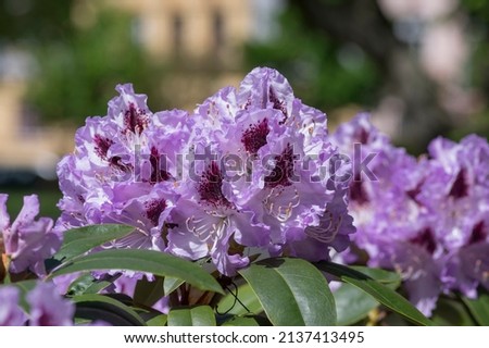 Rhododendron ponticum Blue Peter beautiful flowering plant shrub, puple blue lilac violet ornamental flowers in bloom on branches