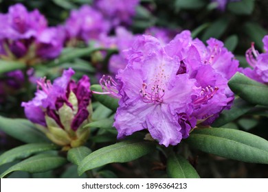 Rhododendron Purple Flowers Nature Background