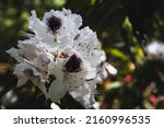 Rhododendron Sappho flower blooming in spring. Copy space. Selective focus.