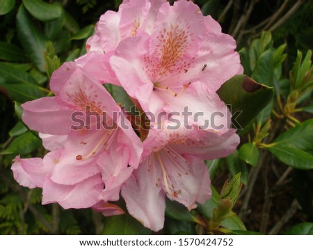 Rhododendron 'Scintillation' (Rhododendron x hybrida)
