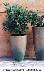 Rhododendron Tree In Pot, Decorative Green Plant