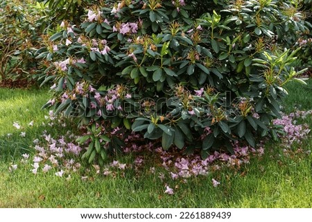 Rhododendron is unflowered. Azalea. flowering rhododendron in the park.