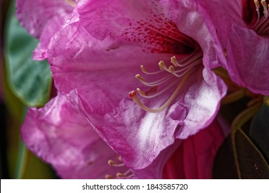 Rhododendron ‘Mrs. W. T. Thistleton-Dyer’ Is A Tree
Rather Than A Shrub – Attesting To The Nurturing
Environment Of The Rhododendron Dell.