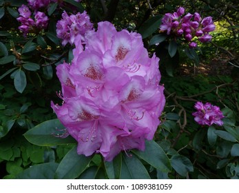 
Rhododendron-Hybrid ,Gina Lollobridgida,  Ericaceae family

