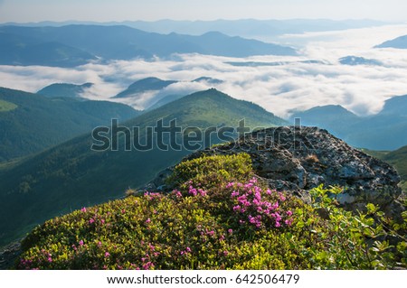 Rhododendrons bloom in a beautiful location in the mountains. Flowers in the mountains. Blooming rhododendrons in the mountains on a sunny summer day. Foggy morning.
