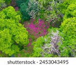 Rhododendrons bloom in Moshan scenic spot on East Lake in Wuhan, Hubei province