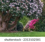 Rhododendrons blooming in Tollymore Forest park, Northern Ireland. Tollymore arboretum is the one of the oldest known arboreta in Ireland. Planting began in 1752 as a Georgian landscape feature. 