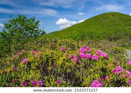 Rhododendrons in full bloom against a mountain crest of green grass beautiful blue sky with light puffy clouds Craggy Gardens Blue Ridge Parkway NC Appalachian Mountain range in June. Horizontal Photo