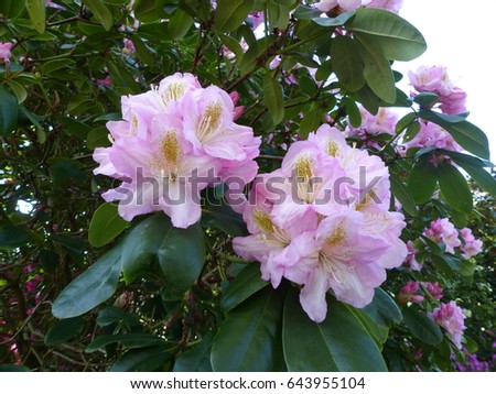 
Rhododenron – Hybrid, Scintillation. Ericaceae family
