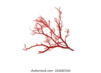 Rhodophyta red algae branch isolated on white - Shutterstock ID 2256307265
