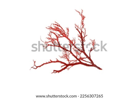 Rhodophyta red algae branch isolated on white