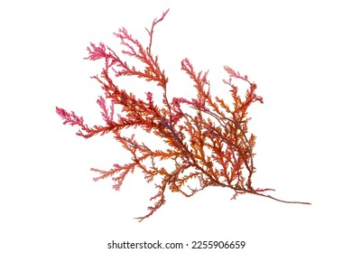 Rhodophyta seaweed or red algae branch isolated on white - Shutterstock ID 2255906659