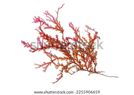 Rhodophyta seaweed or red algae branch isolated on white