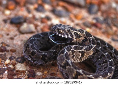 Rhombic Egg Eater Showing Off Its Dark Mouth As A Defense Mechanism Against Predators. 