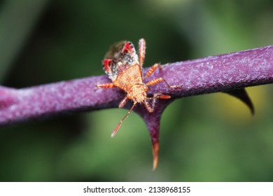 Rhopalidae Or Scentless Plant Bugs, Are A Family Of True Bugs