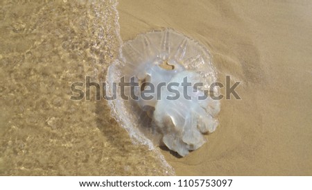 Rhopilema nomadica jellyfish at the beach of the Mediterranean sea. It has vermicular filaments with venomous stinging cells and can cause painful injuries to people. Jellyfish season concept image.
